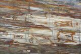 Polished Madagascar Petrified Wood Slab - Madagascar #88608-1